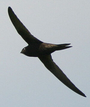 Common Swift