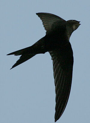 Common Swift