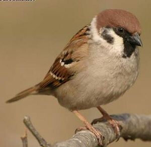 Moineau friquet 
&copy; Jean Charennat