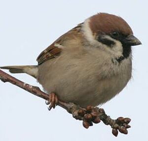 Moineau friquet 
&copy; Jean Charennat