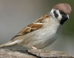 Moineau friquet 
&copy; Jean Charennat