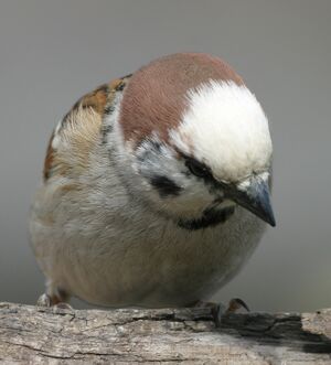 Moineau friquet 
&copy; Jean Charennat