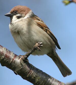 Moineau friquet 
&copy; Jean Charennat