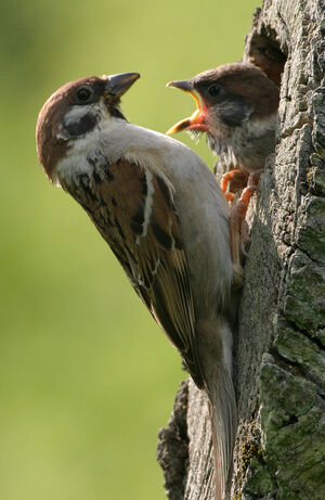 Moineau friquet 
&copy; Jean Charennat