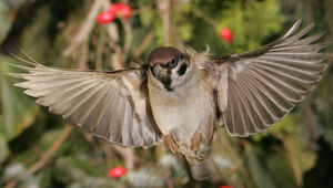 Moineau friquet 
&copy; Jean Charennat