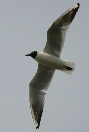 Black-headed Gull 
&copy; Jean Charennat