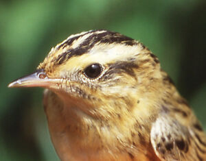 Aquatic Warbler