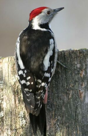 Middle Spotted Woodpecker 
&copy; Jean Charennat