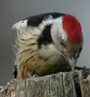 Middle Spotted Woodpecker