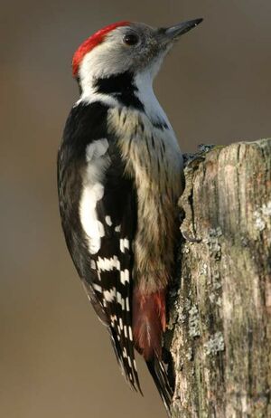 Middle Spotted Woodpecker