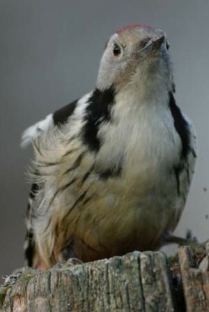 Middle Spotted Woodpecker