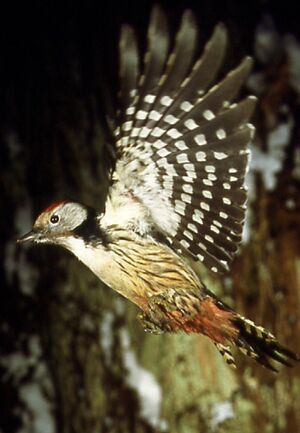 Middle Spotted Woodpecker