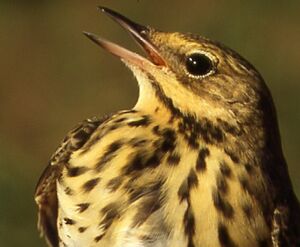 Pipit des arbres