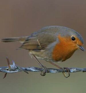 European Robin