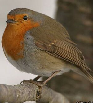 European Robin