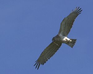 Short-toed Snake Eagle 
&copy; J�r�me Morin