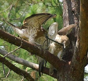 Short-toed Snake Eagle 
&copy; J�r�me Morin