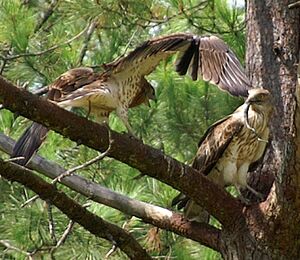 Short-toed Snake Eagle 
&copy; J�r�me Morin