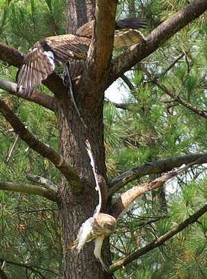 Short-toed Snake Eagle 
&copy; J�r�me Morin