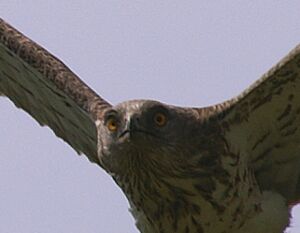 Short-toed Snake Eagle 
&copy; J�r�me Morin