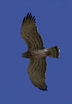 Short-toed Snake Eagle 
&copy; J�r�me Morin