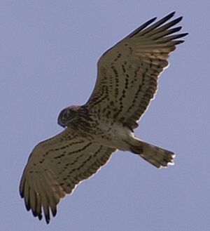 Short-toed Snake Eagle 
&copy; J�r�me Morin