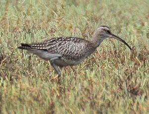 Whimbrel