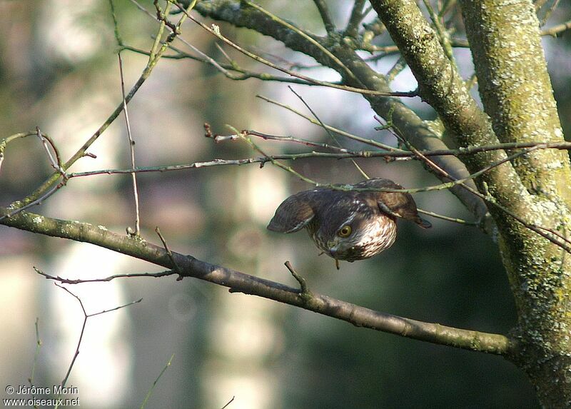 Eurasian Sparrowhawkadult, identification, Flight, Behaviour