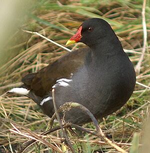 Common Moorhen