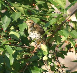 Song Thrush