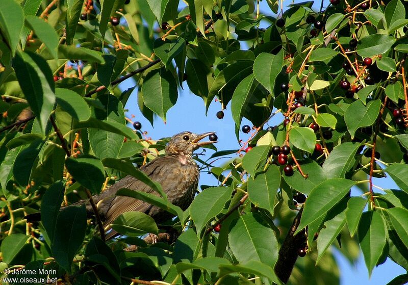 Common Blackbird female immature, feeding habits, Behaviour
