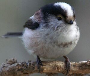 Long-tailed Tit