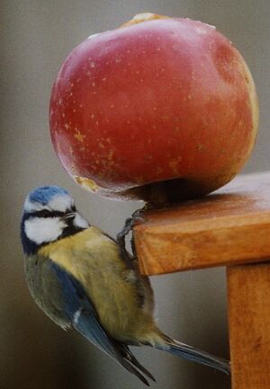 Eurasian Blue Tit 
&copy; J�r�me Morin