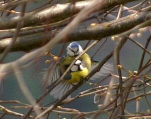 Eurasian Blue Tit 
&copy; J�r�me Morin