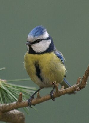 Eurasian Blue Tit 
&copy; J�r�me Morin