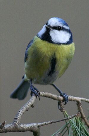 Eurasian Blue Tit 
&copy; J�r�me Morin
