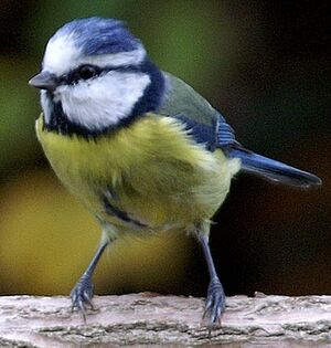 Eurasian Blue Tit 
&copy; J�r�me Morin