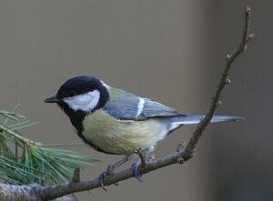 Great Tit 
&copy; J�r�me Morin