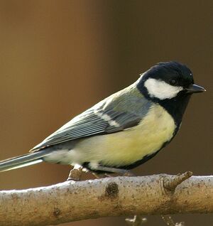 Great Tit 
&copy; J�r�me Morin