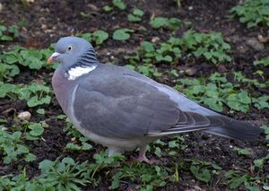 Pigeon ramier 
&copy; J�r�me Morin
