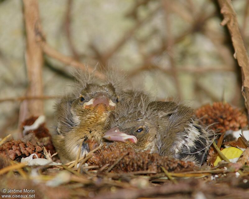 Common Chaffinchjuvenile, identification, Reproduction-nesting