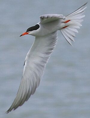 Common Tern 
&copy; J�r�me Morin