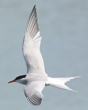 Common Tern 
&copy; J�r�me Morin