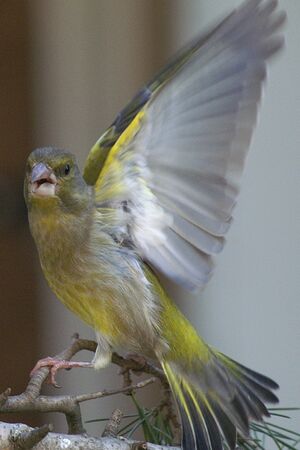 European Greenfinch 
&copy; J�r�me Morin