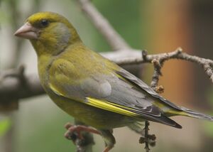 European Greenfinch 
&copy; J�r�me Morin