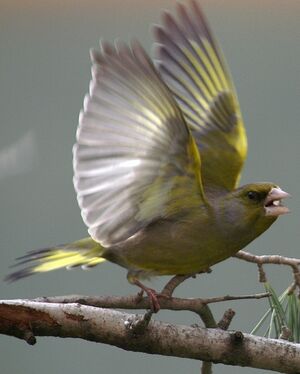 European Greenfinch 
&copy; J�r�me Morin