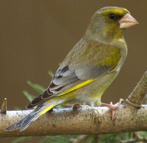 European Greenfinch 
&copy; J�r�me Morin