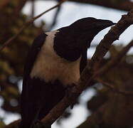 Pied Crow