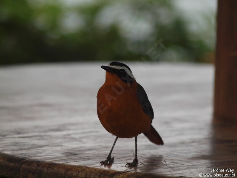 White-browed Robin-Chat