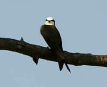 White-headed Saw-wing